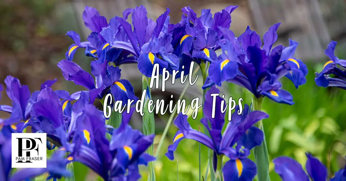 Featured image for Spring Bulb Care After Flowering