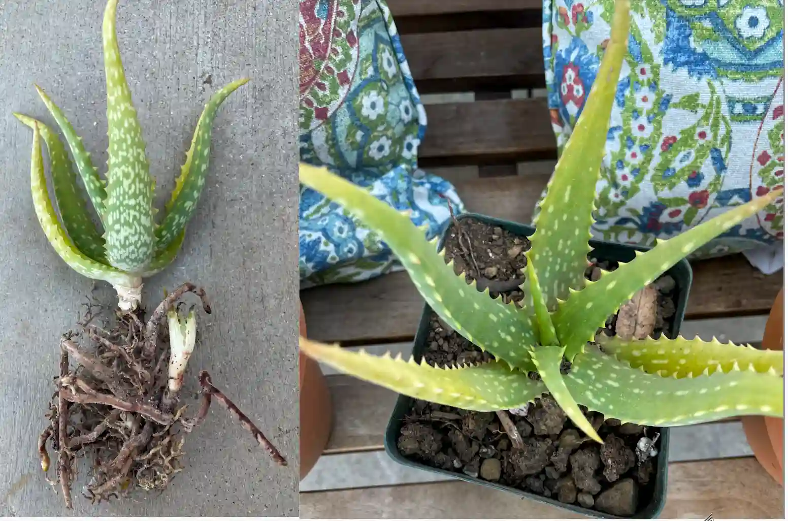 Featured image for Propagate Aloe Vera from Pups and Offsets
