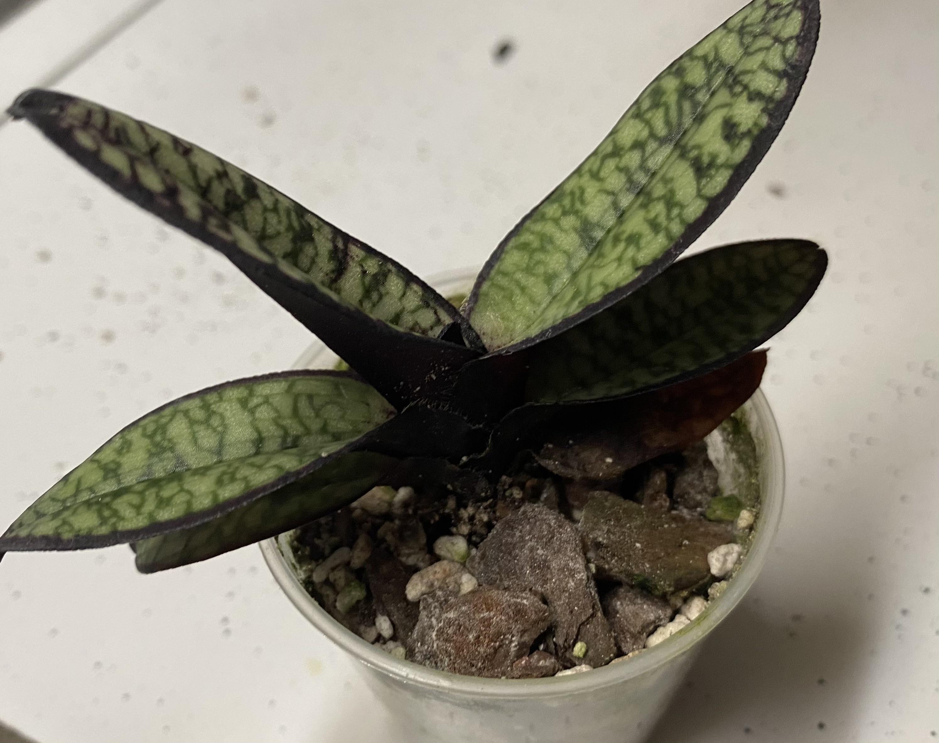 A close up photograph of mottled Paphiopedilum orchid leaves with a silver and green pattern and a matte texture