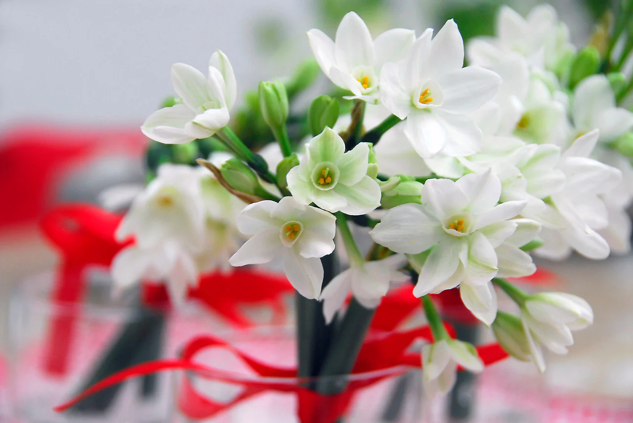 Featured image for Paperwhite Narcissus Indoors