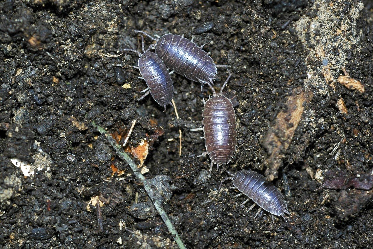 Featured image for Pill Bugs in Garden Soil: Friend, Pest, or Both?