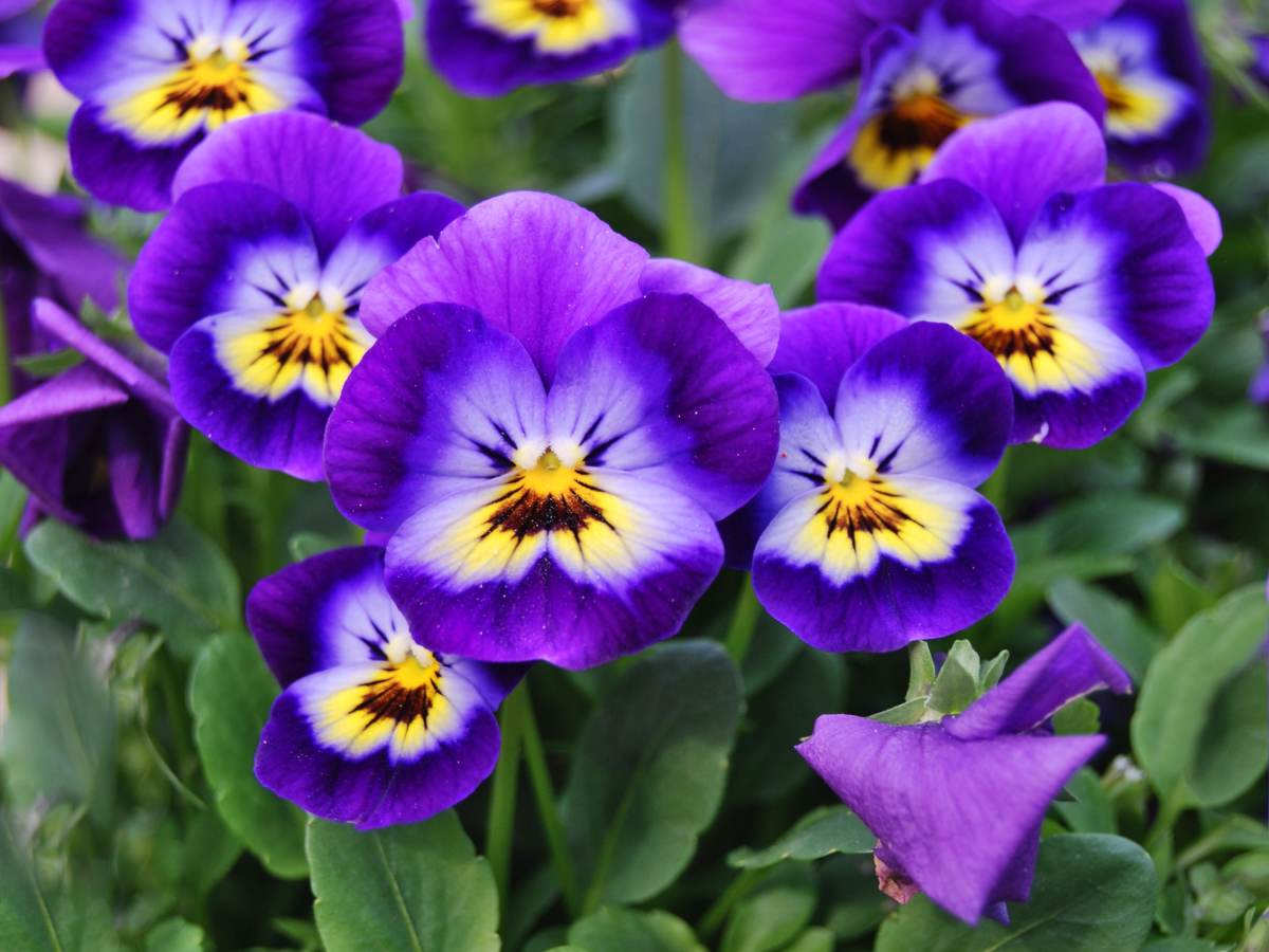 A close-up photograph of small purple and yellow viola cornuta flowers with fine petals and green foliage filling the background