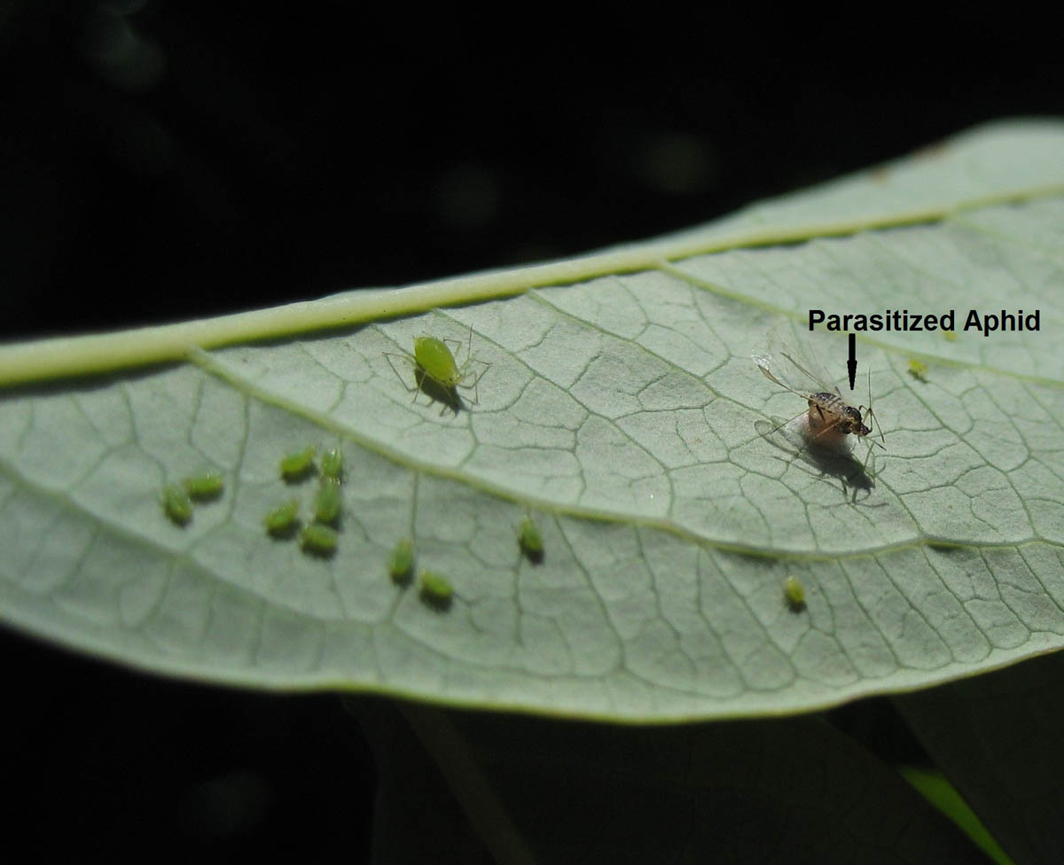 A close-up photograph of the underside of a blueberry leaf showing a small cluster of aphids near the central vein