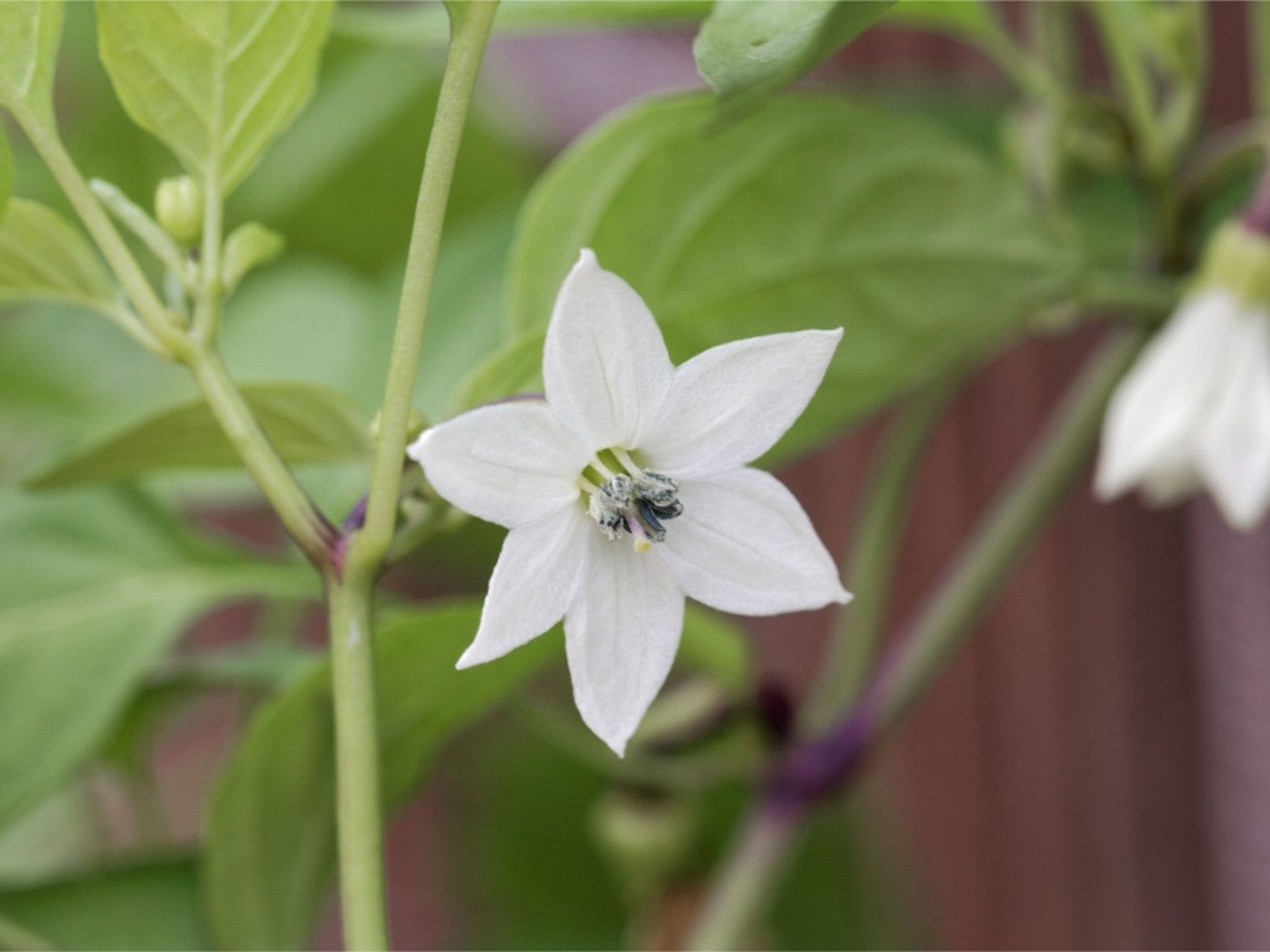 A close-up, photorealistic garden photo of a pepper plant with several white blossoms and small developing buds in natural sunlight, shallow depth of field