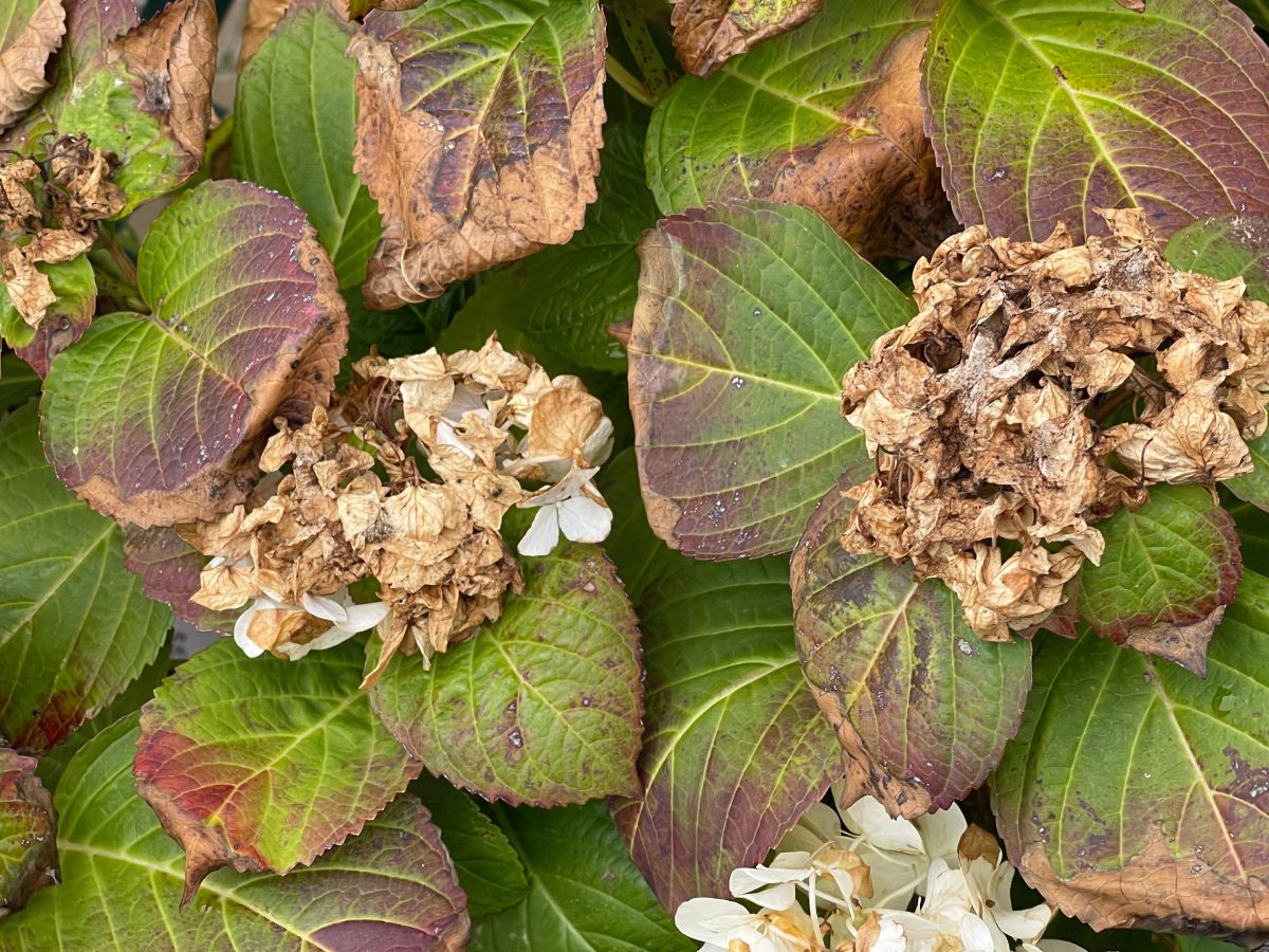 Featured image for Why Are My Hydrangea Leaves Turning Brown?