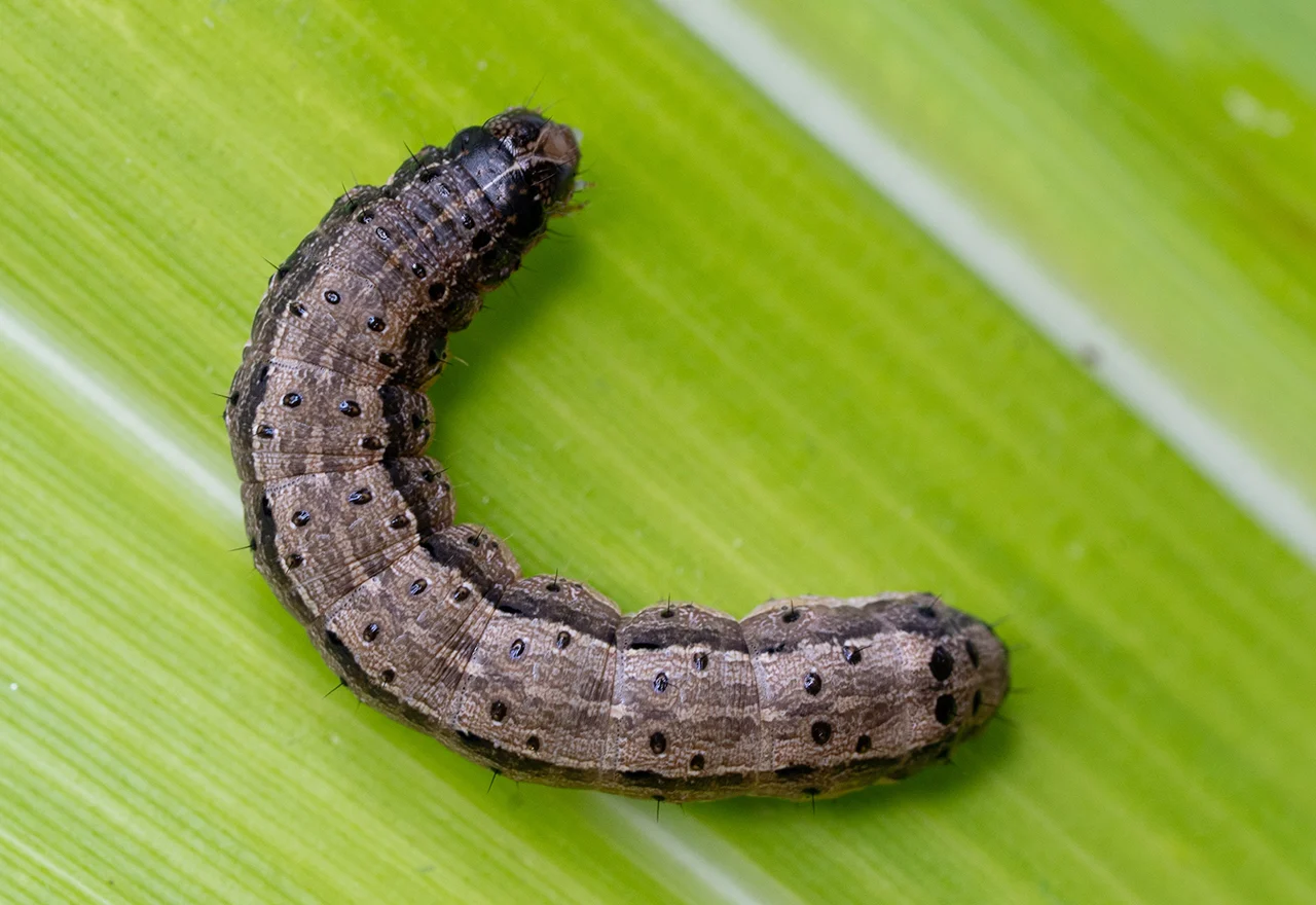 Featured image for How to Get Rid of Armyworms