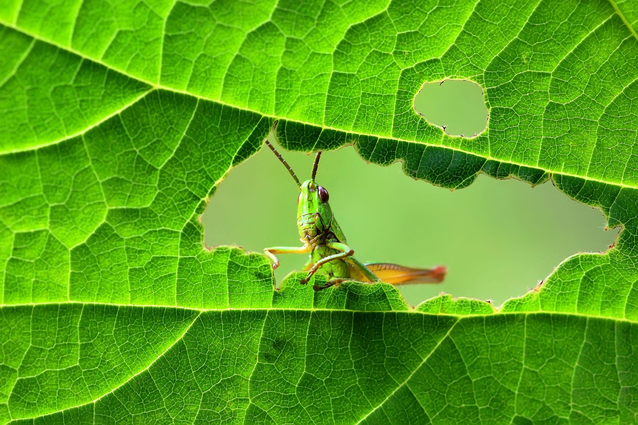 A close-up, photorealistic photo of a green grasshopper perched on a leafy vegetable plant in a home garden, with soft natural sunlight and shallow depth of field