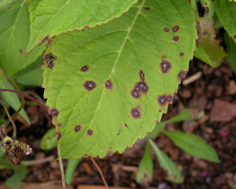 A close-up, photorealistic photo of a hydrangea leaf with multiple round brown and purplish spots scattered across the surface, with a few yellowing areas around the spots
