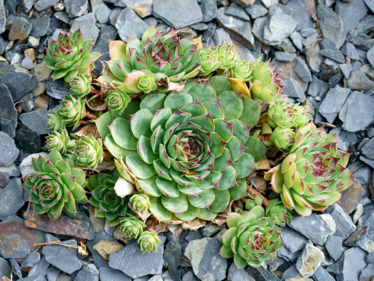 Sempervivum (Hens and Chicks) Care and Propagation