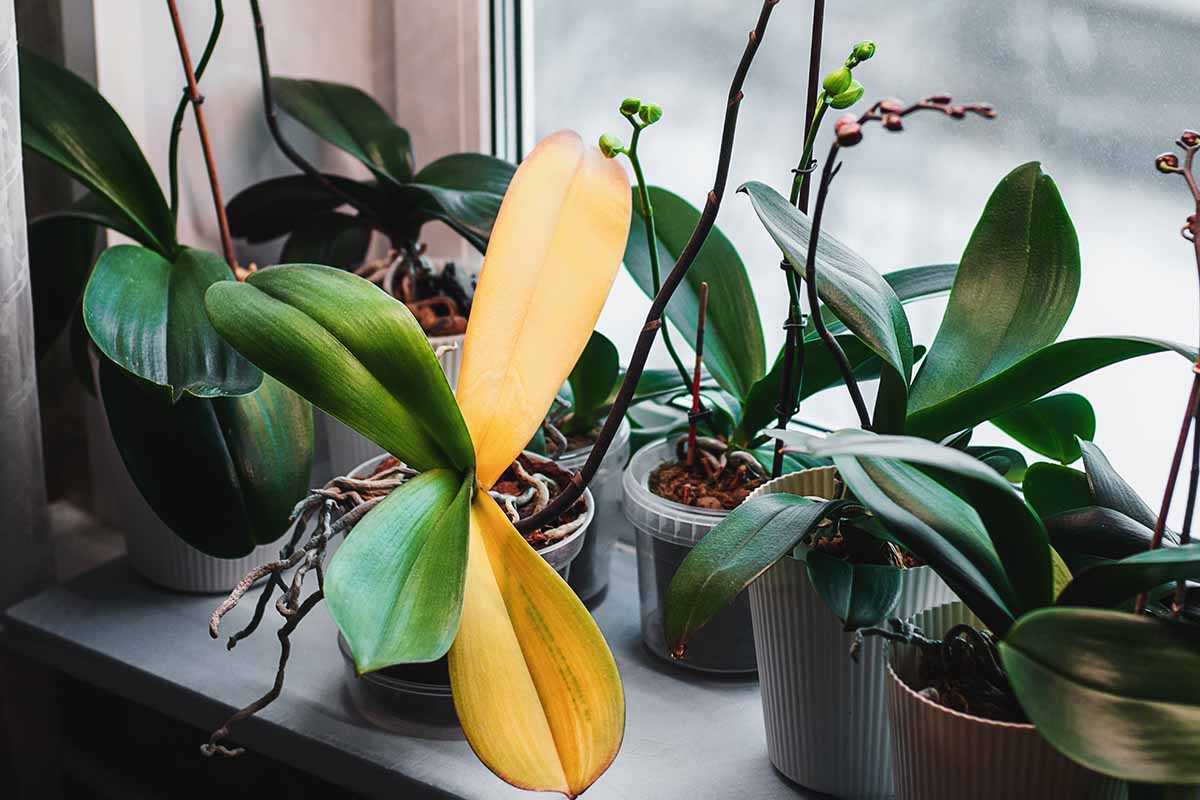 Featured image for Orchid Crown Rot: Early Signs and Emergency Steps