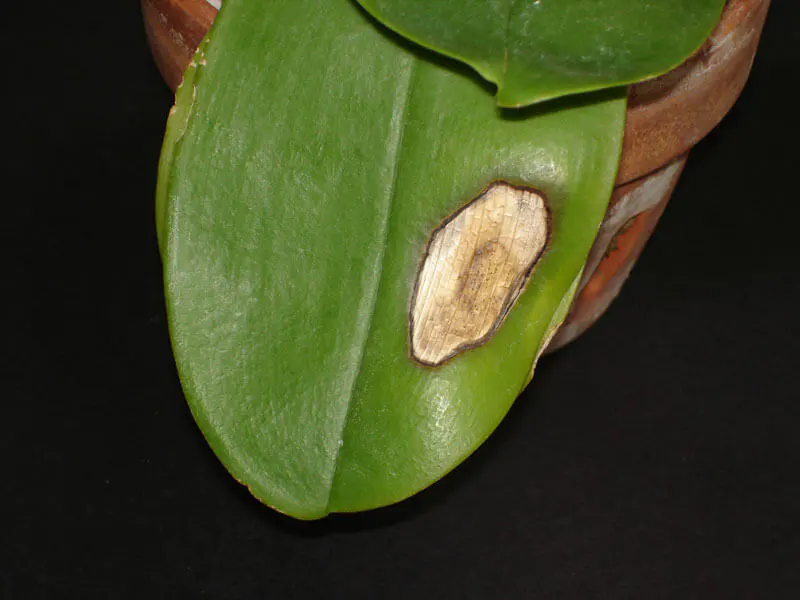 A close-up real photo of a Phalaenopsis orchid leaf with a bleached yellow patch from sun exposure near a bright window