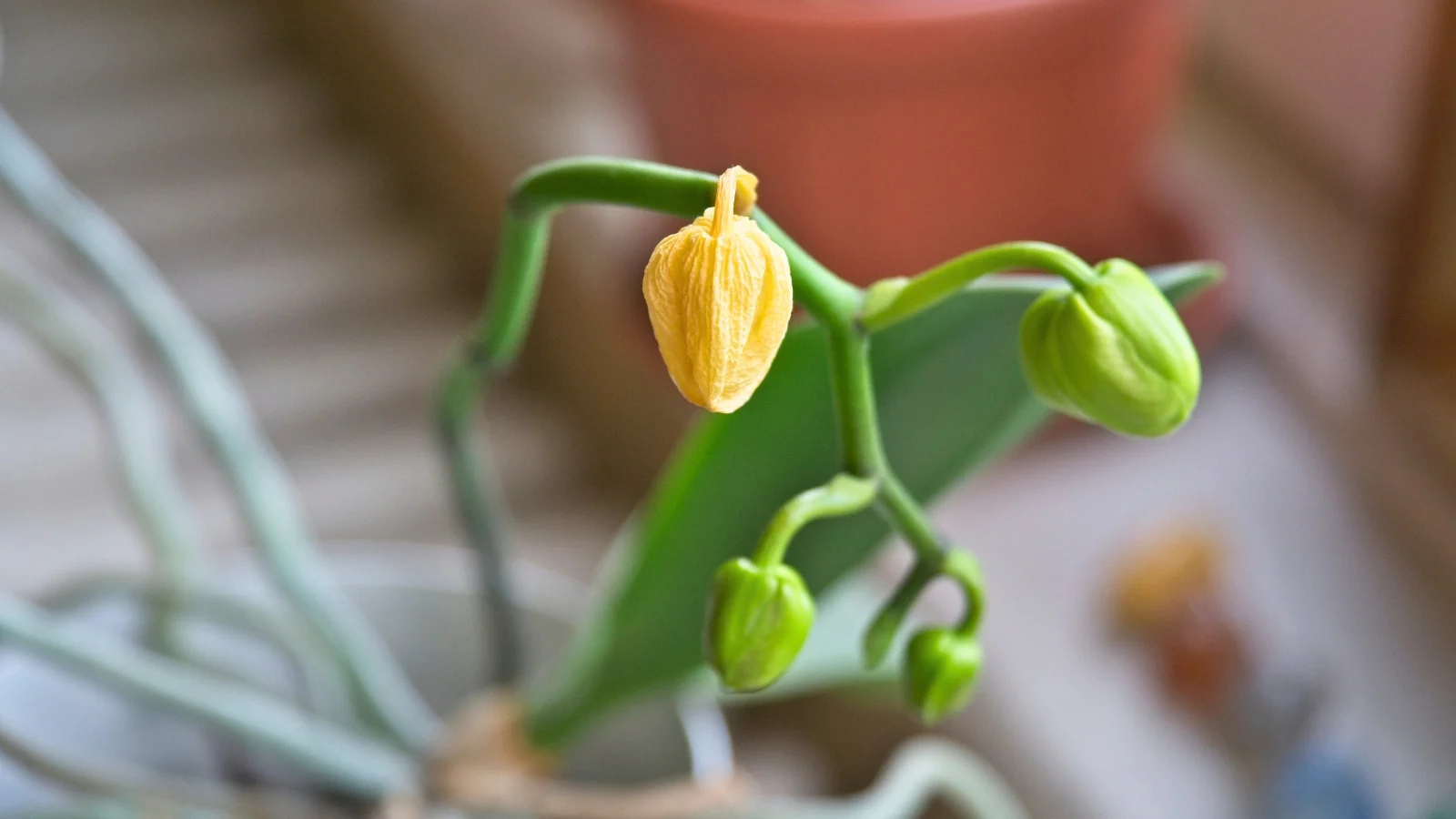 A close-up real photo of a Phalaenopsis orchid spike with several unopened buds, one bud yellowing and another slightly shriveled, sitting near a bright indoor windowsill