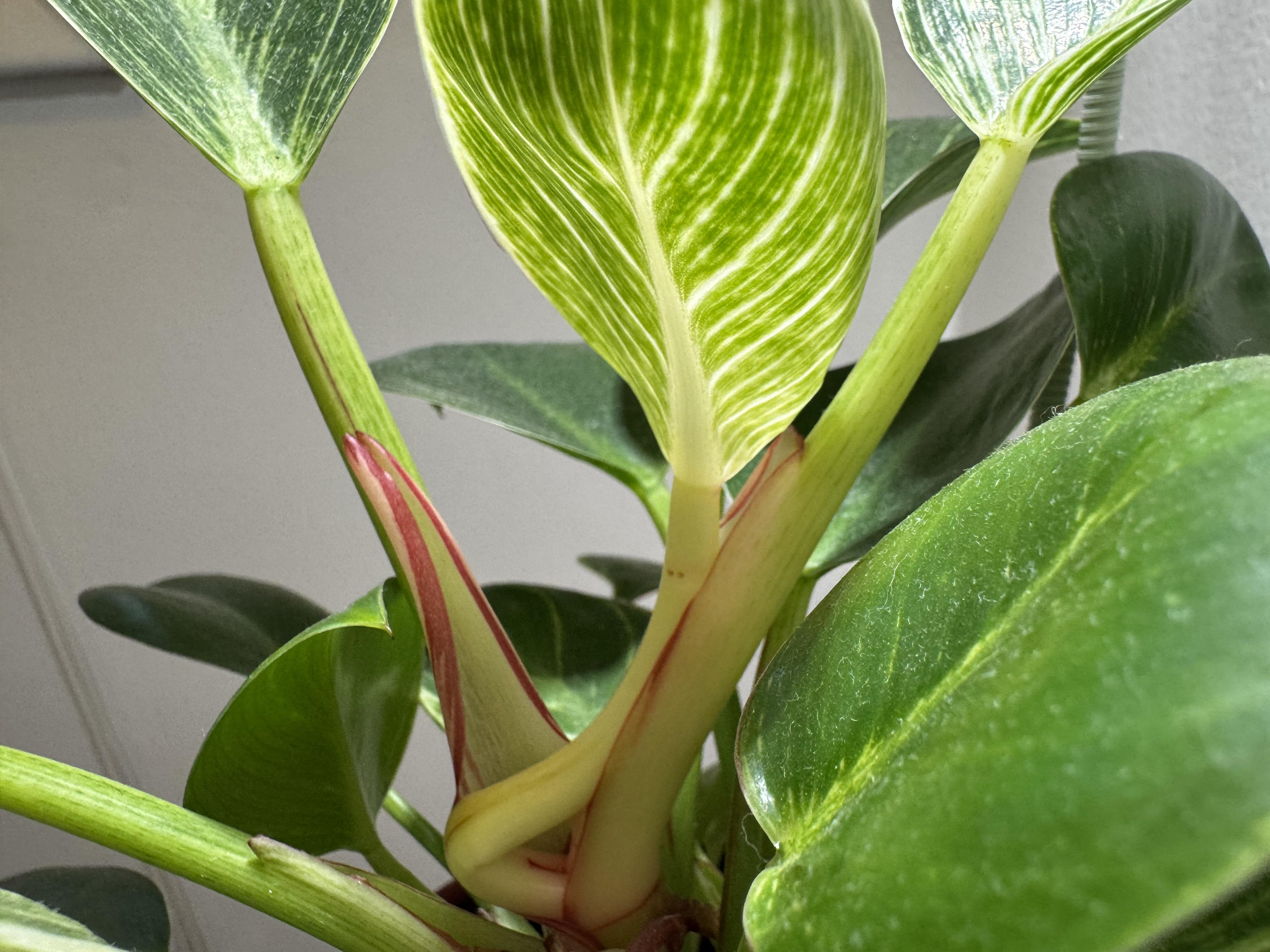 A close-up real photo of a Philodendron Birkin leaf unfurling, showing pale striping emerging on a glossy new leaf