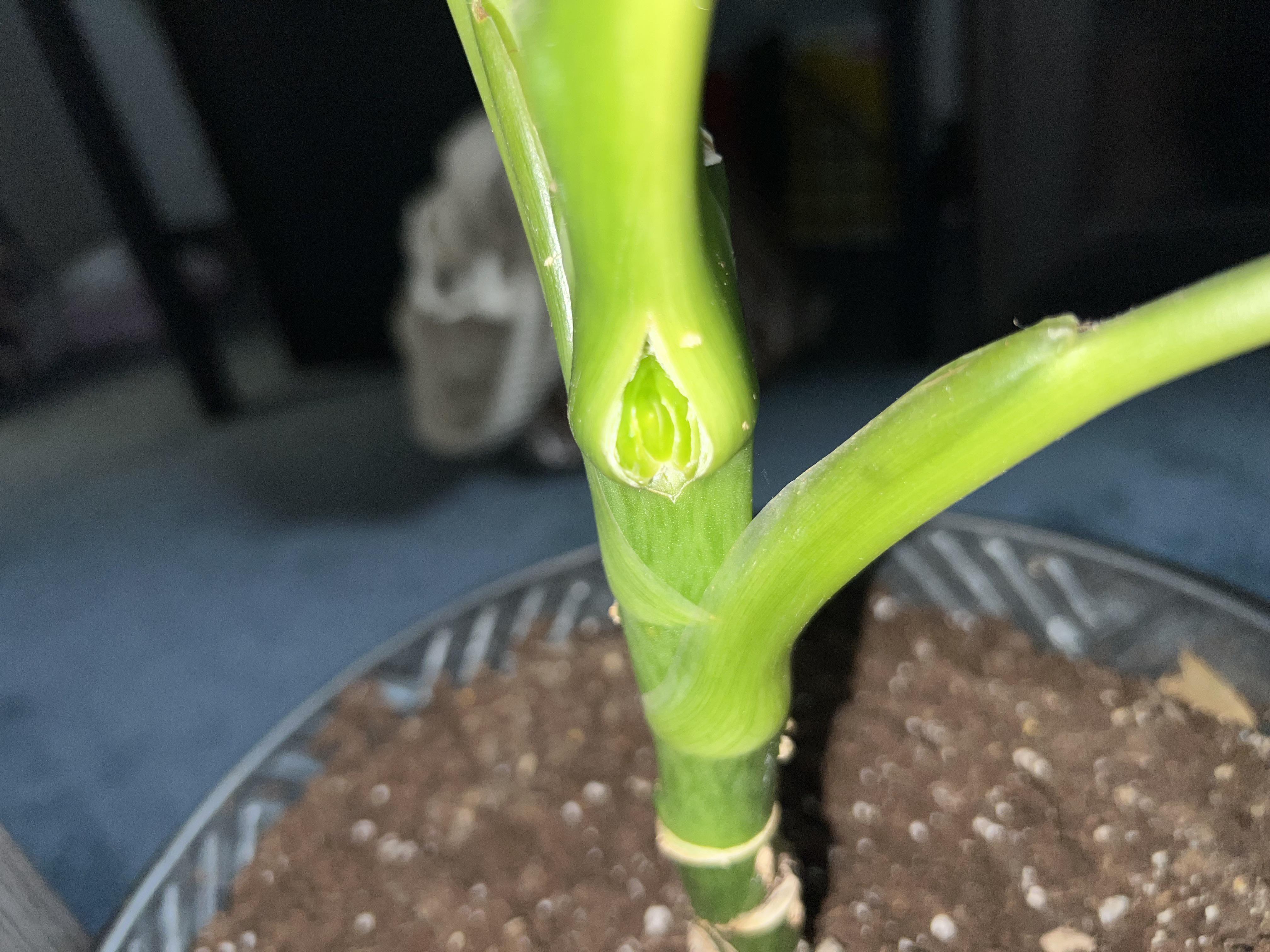 A close-up real photo of a dieffenbachia cane showing distinct nodes and leaf scar rings along the stem in natural window light