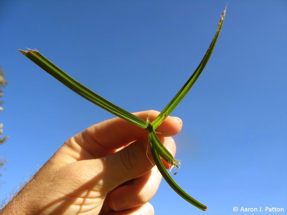 A close up real photo of a hand holding a single nutsedge plant pulled from a lawn, showing the triangular stem between fingers