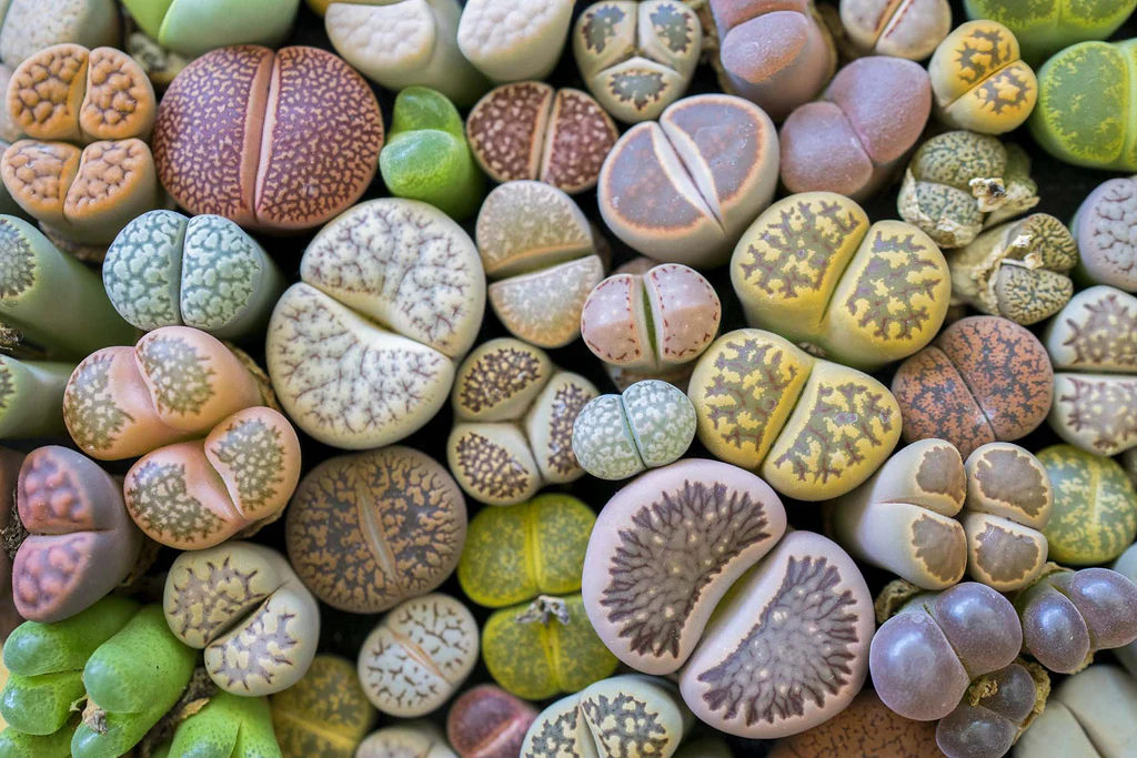 A close-up real photo of a small pot of lithops (living stones) on a bright sunny windowsill, showing their stone-like patterns and a gritty top dressing