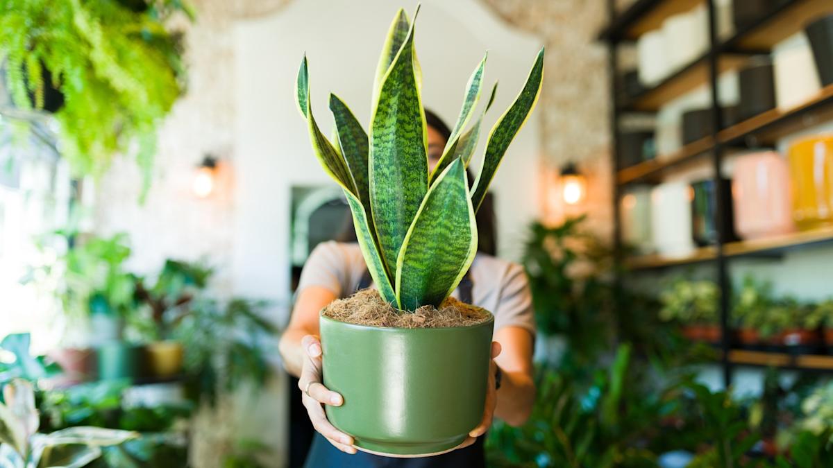 Featured image for Repotting a Snake Plant
