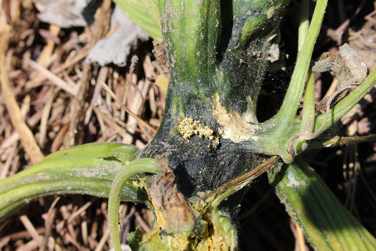 A close-up real photo of a squash plant stem at soil level with tan sawdust-like frass and a small entry hole, garden setting