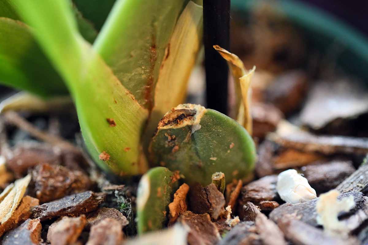 A close-up real photo of an Oncidium orchid base showing an oval pseudobulb with leaves emerging, sitting in chunky bark