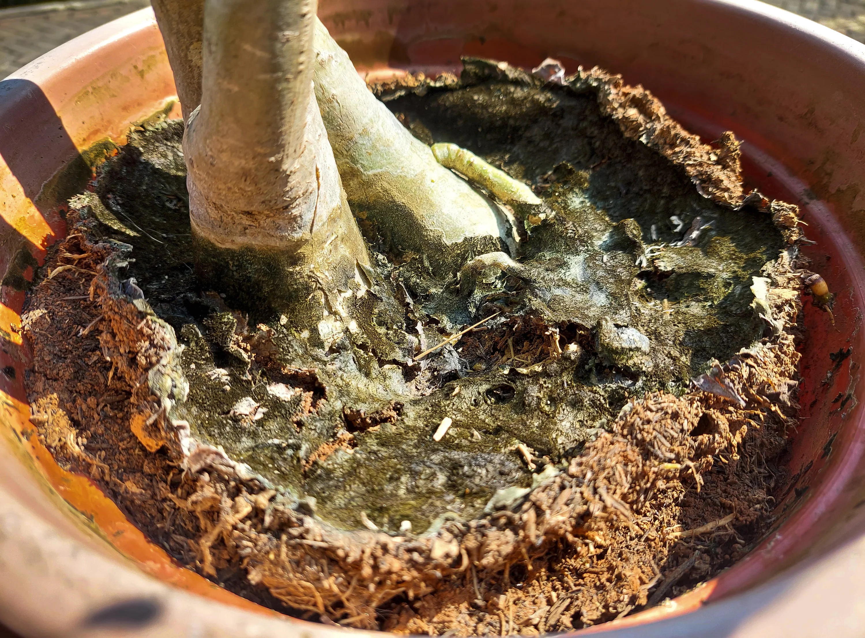 A close-up real photo of an anthurium base at the soil line showing dark, mushy tissue and collapsing stems next to healthy firm stems for context