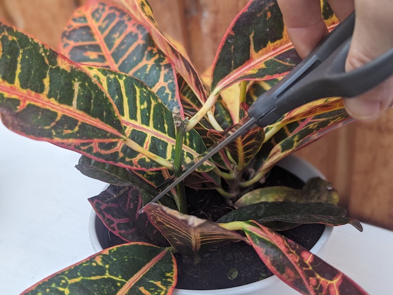 Featured image for Croton Propagation From Cuttings