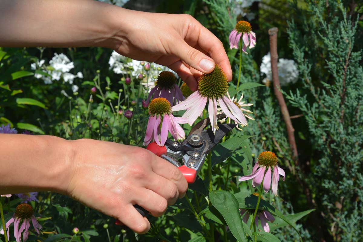 Featured image for Echinacea Care: Deadheading, Division, and Reblooming