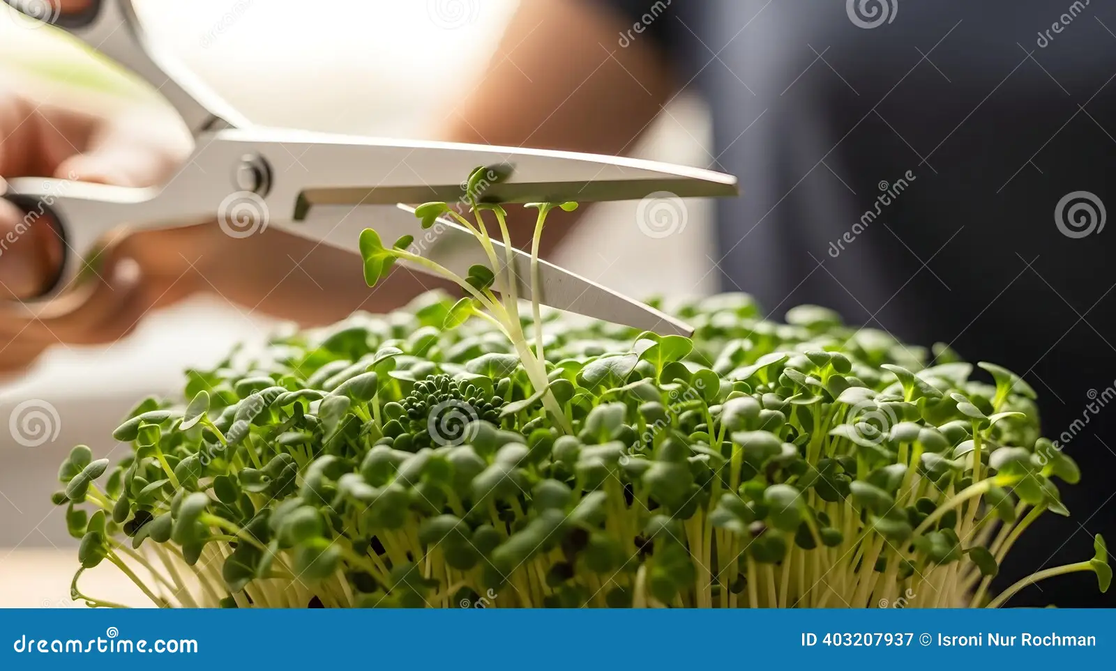 A close-up real photo of someone harvesting microgreens by cutting a handful with clean kitchen scissors