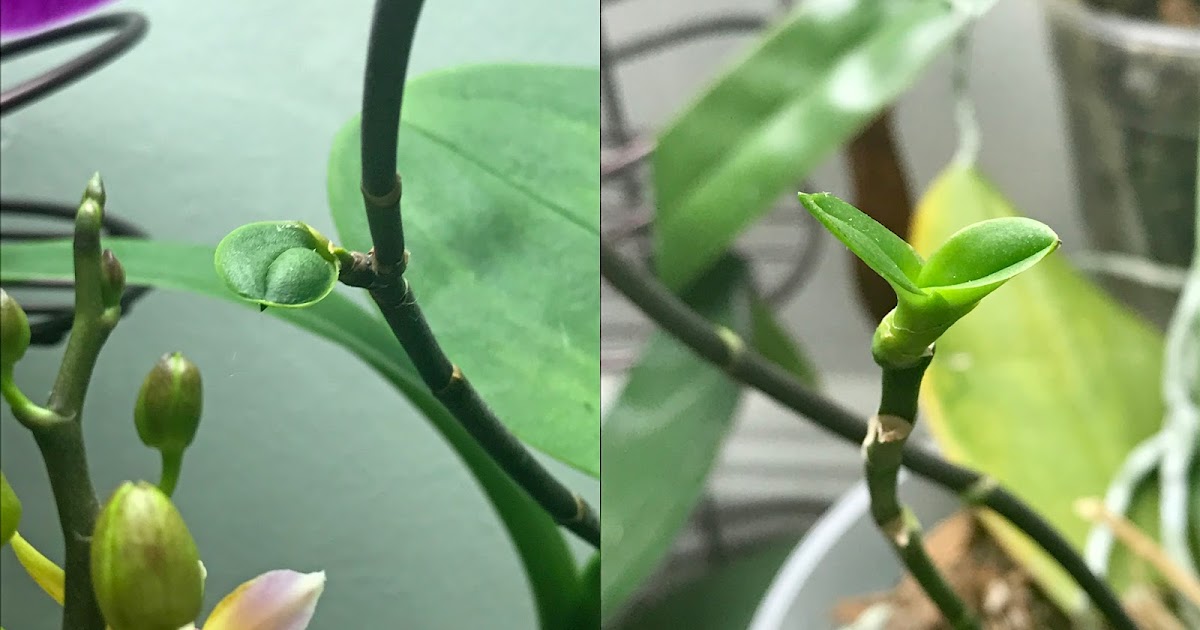 Featured image for Orchid Keiki: When to Remove and How to Pot It