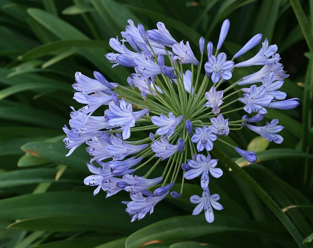 Featured image for Agapanthus Care