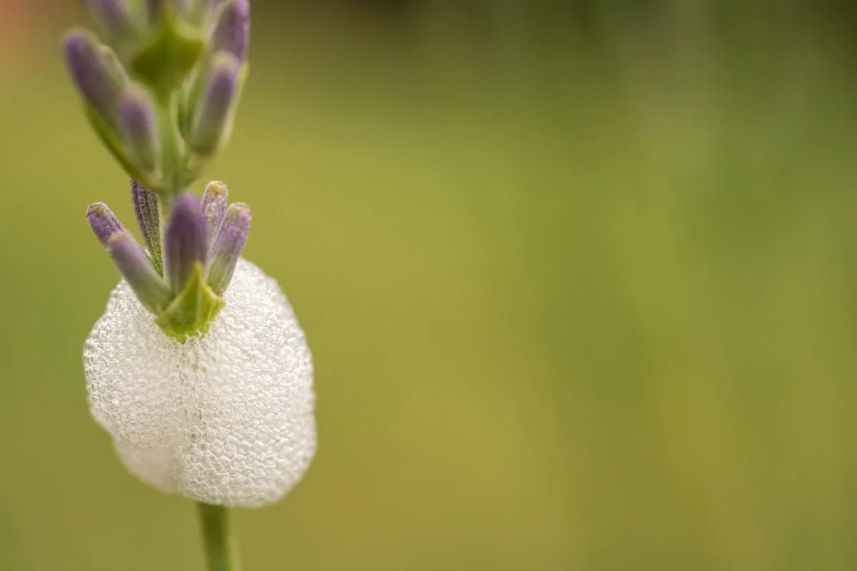 Featured image for How to Get Rid of Spittlebugs Naturally