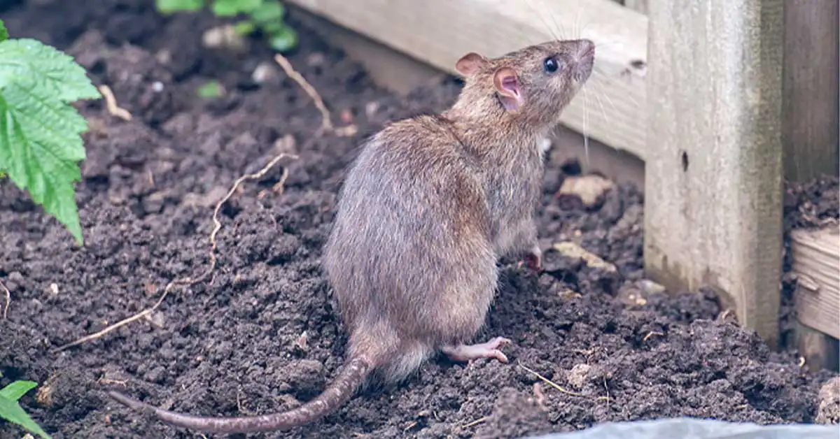 A close-up real photograph of a rat burrow entrance at the edge of a concrete patio with disturbed soil and small footprints around the opening