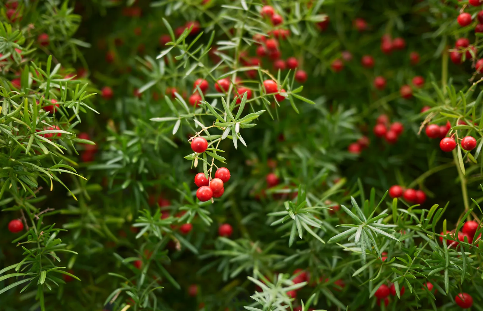A close up real photograph of asparagus fern stems with small red berries nestled among fine green fronds