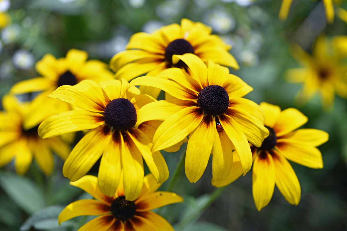 Featured image for Black-Eyed Susan Care and Division