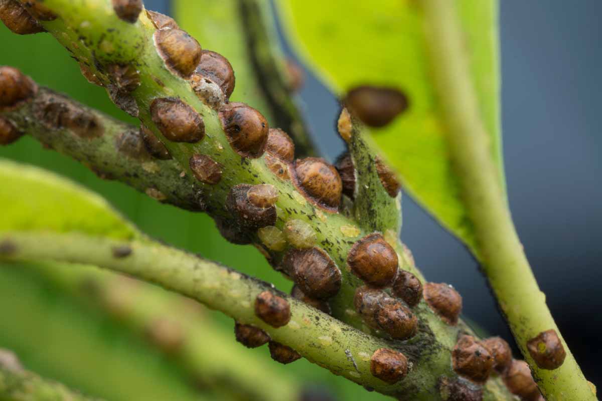 A close-up real photograph of small brown scale insects clustered along the stem of an outdoor shrub, with leaves in soft focus behind