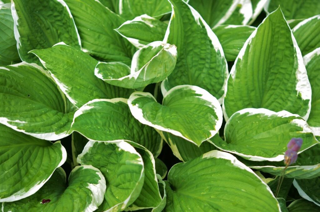 Hosta Care for Beginners