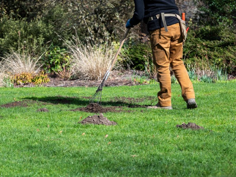 A close view of a gardener's hands scattering grass seed over a raked bare strip in a lawn with loose soil