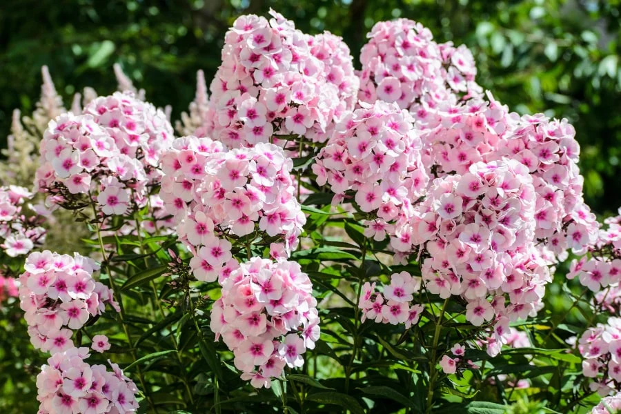 A close view of tall garden phlox planted with generous spacing in a sunny garden bed, with visible airflow between clumps