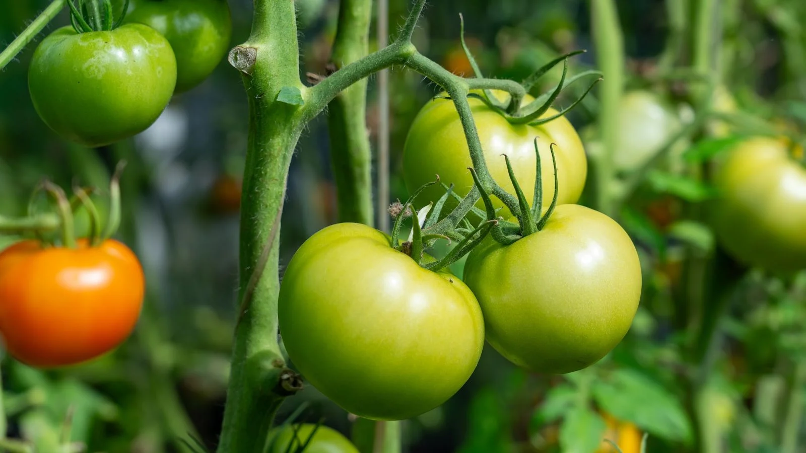 Why Tomatoes Stay Green on the Vine