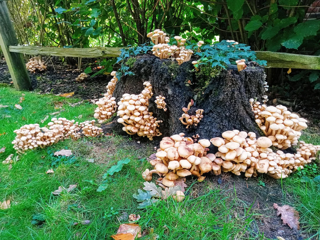 A cluster of mushrooms growing at the base of a mature backyard tree where grass meets exposed roots, natural outdoor photograph