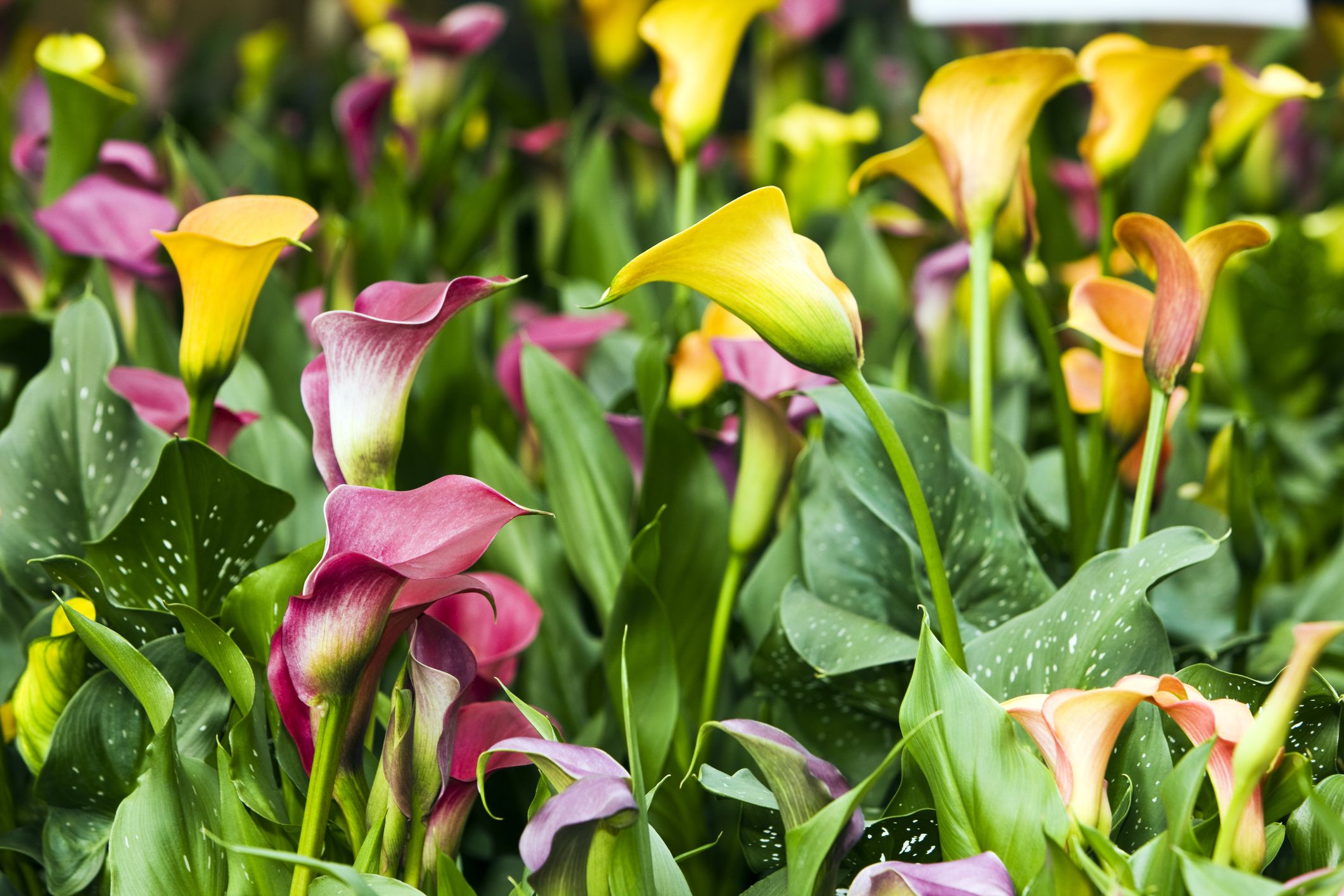 A cluster of pink and yellow calla lilies blooming among green leaves in a sunny landscape border, real garden photo