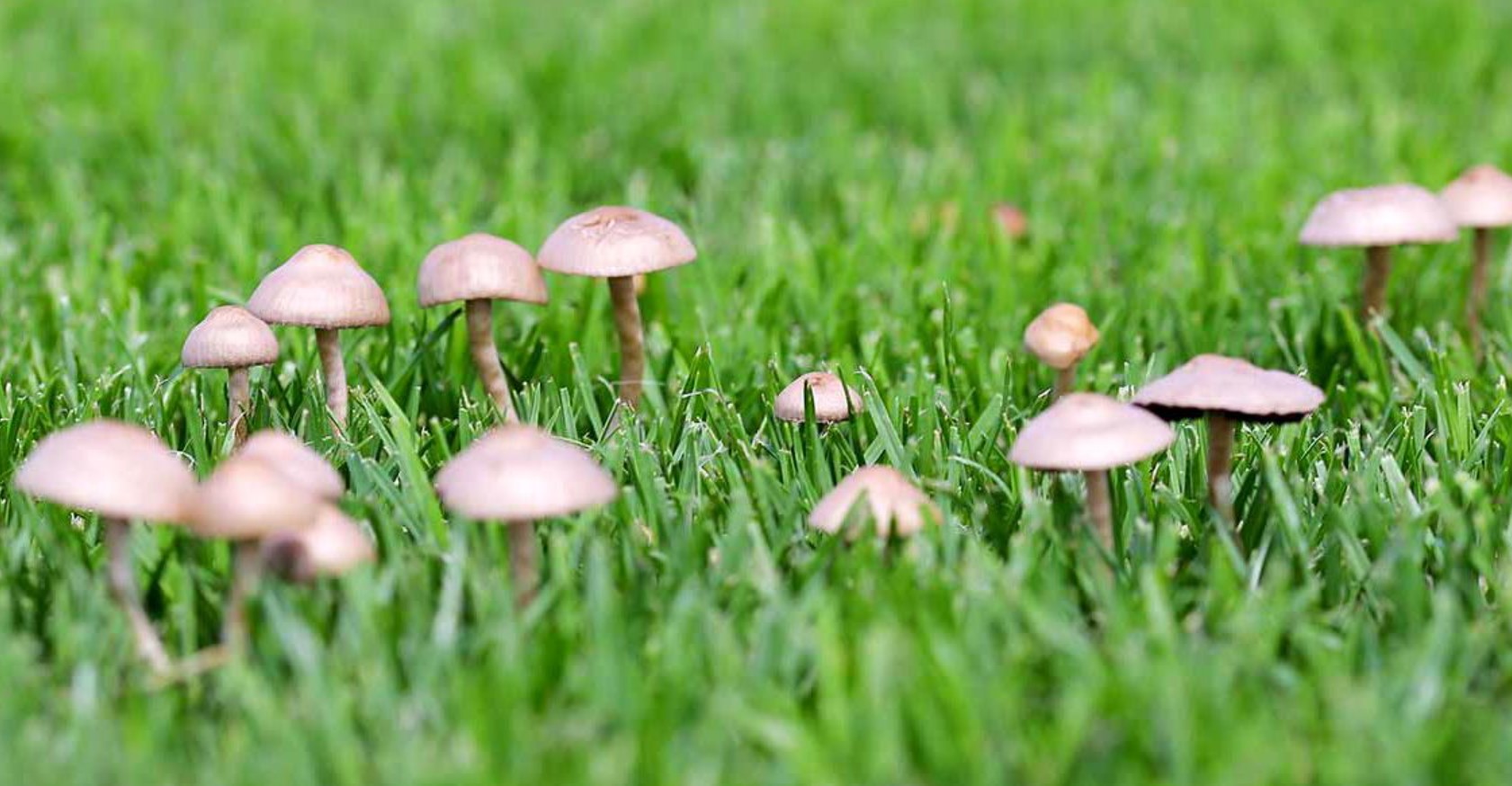 A cluster of small tan mushrooms emerging from thick green lawn grass after rainfall with water droplets on blades