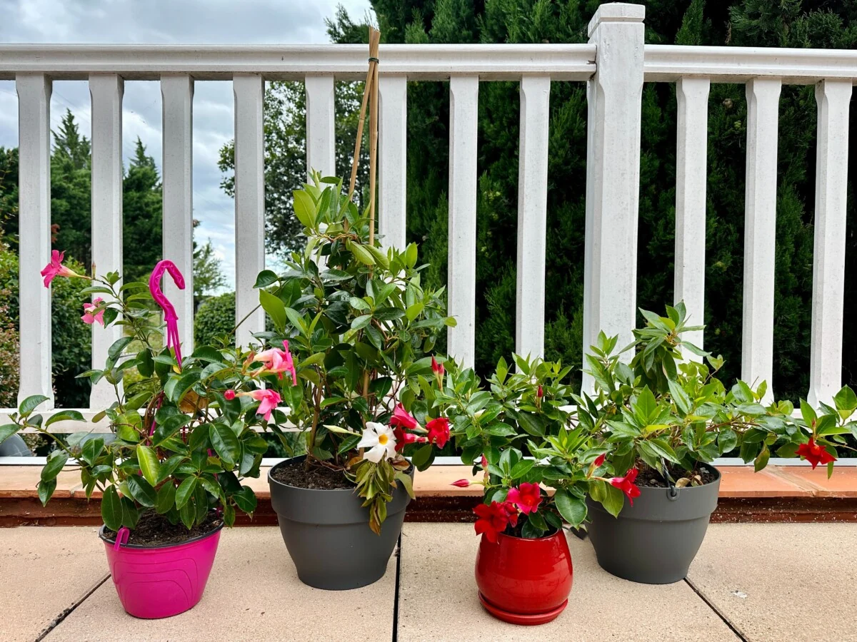 A compact dipladenia growing in a decorative patio container, forming a rounded mound with pink trumpet-shaped blooms