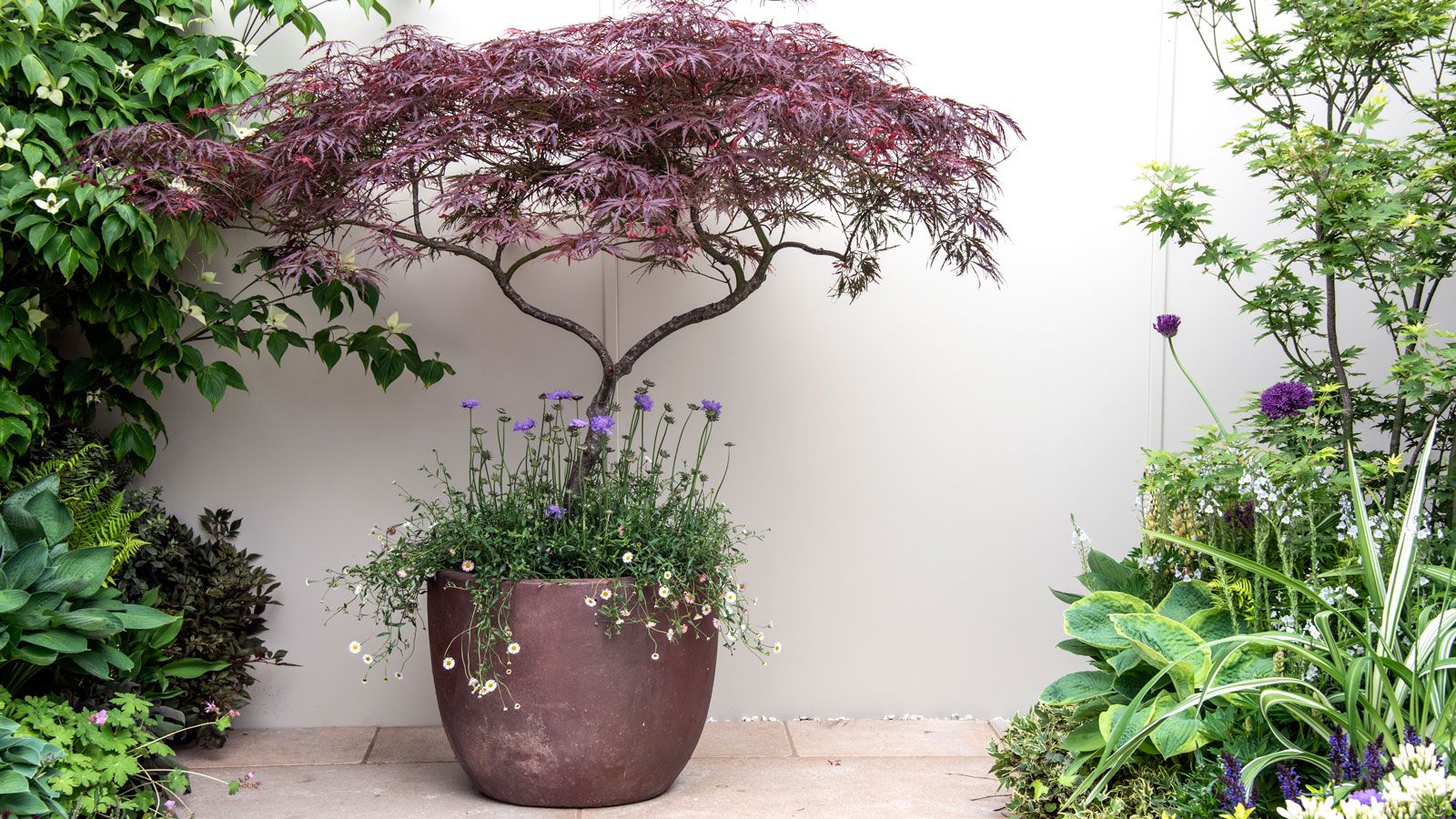 A container-grown Japanese maple positioned in a sheltered corner beside a wooden fence that blocks wind, real photograph