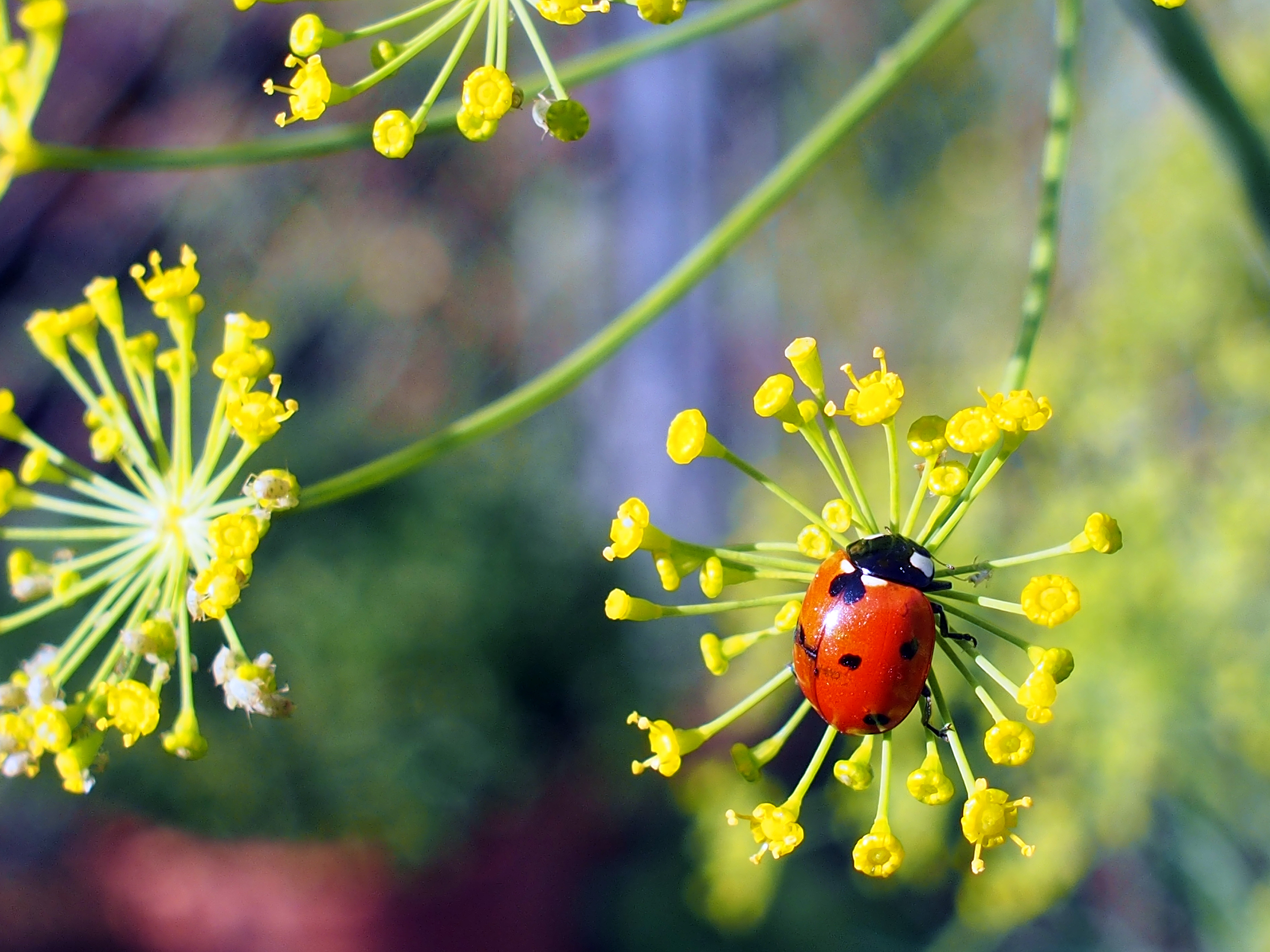 A crisp photograph of a lady beetle walking across small yellow dill flowers in a home garden