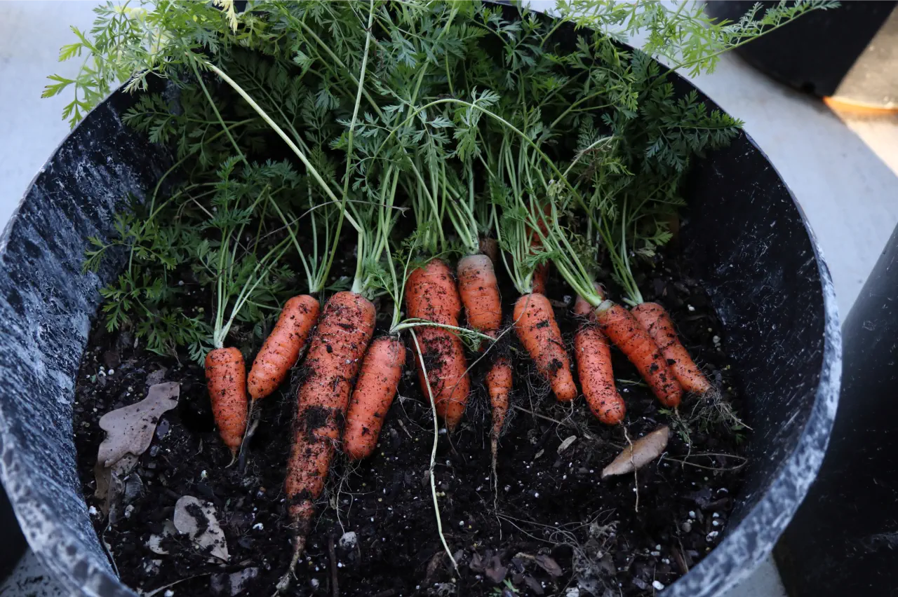 A deep patio container with healthy carrot tops growing in dark potting mix, sunlight hitting the leaves on a balcony, real photo style