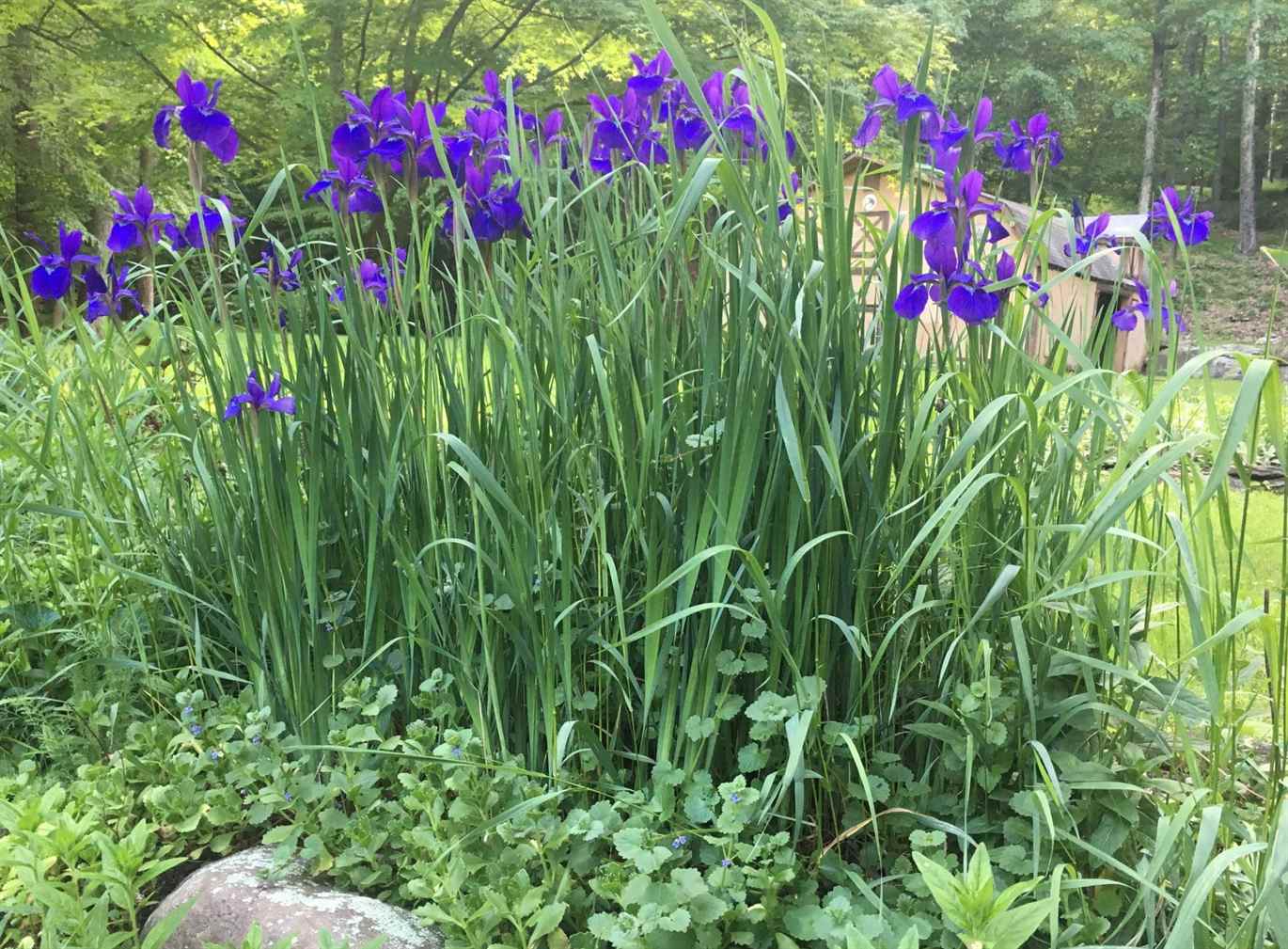 A dense clump of blooming Siberian iris with narrow upright leaves in a sunny garden bed