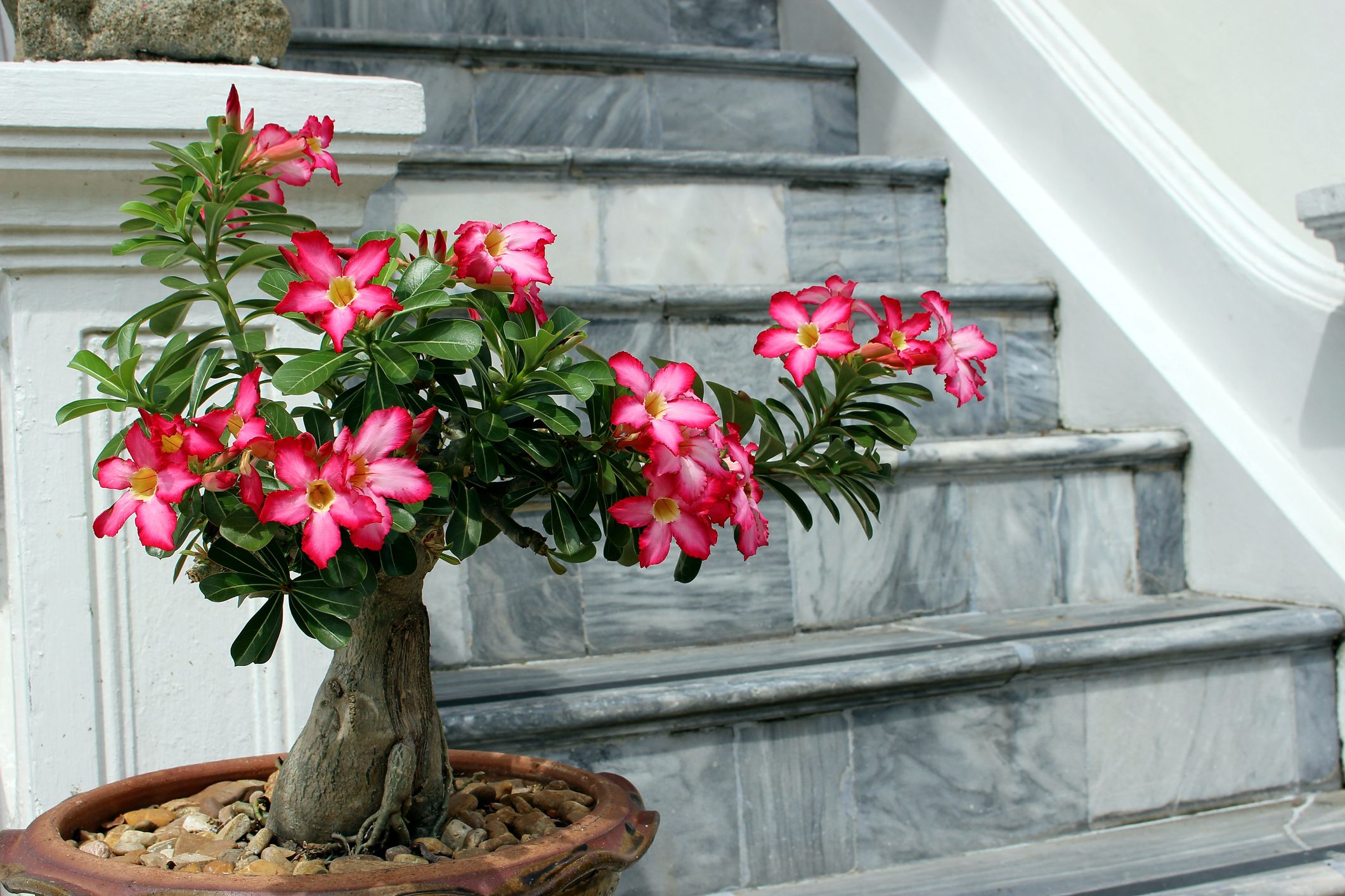 A desert rose (Adenium) on a bright indoor windowsill in direct sunlight, with compact growth and glossy green leaves, real photograph style
