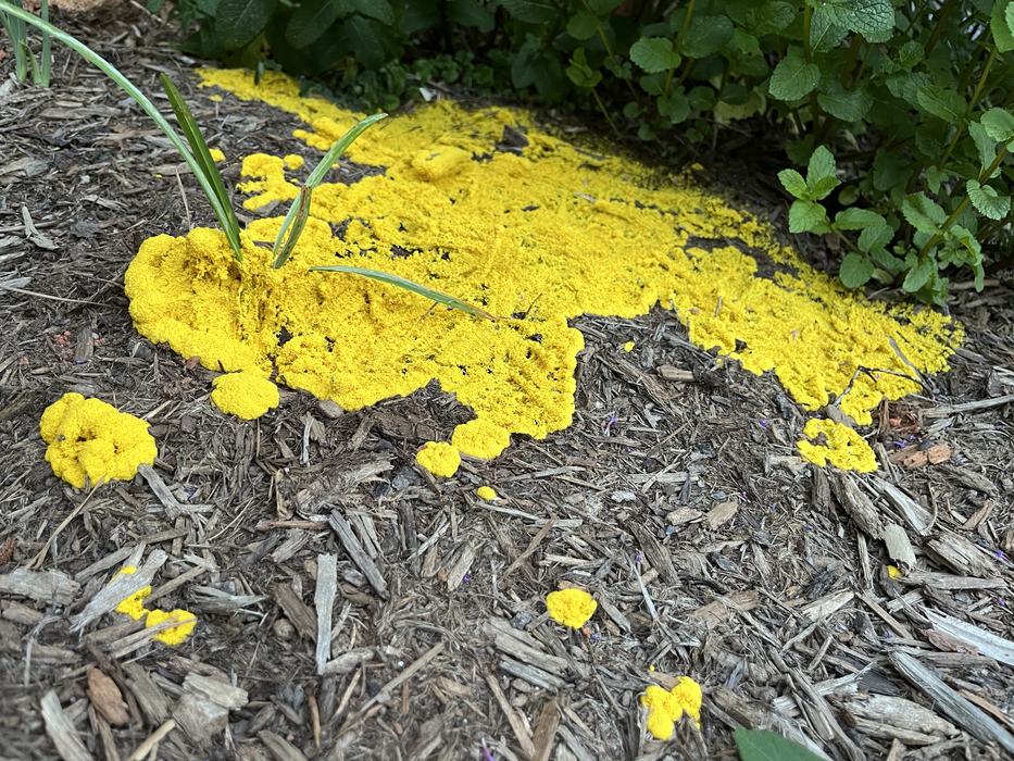 A detailed close-up photograph of tan, crusty dog vomit slime mold on lawn grass showing a dry, cracked surface