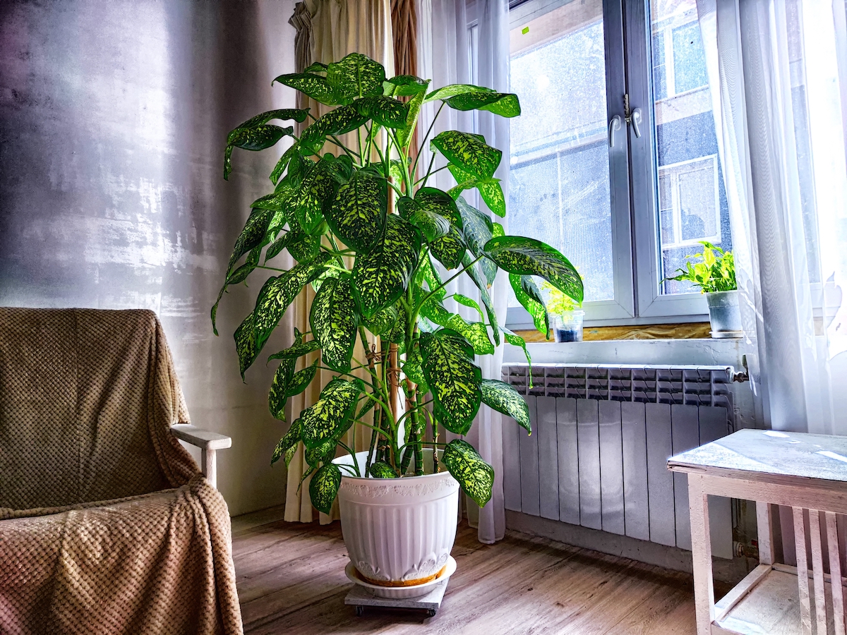 A dieffenbachia in a ceramic pot placed a few feet from a bright window with a sheer curtain, soft indirect daylight illuminating the leaves, photorealistic