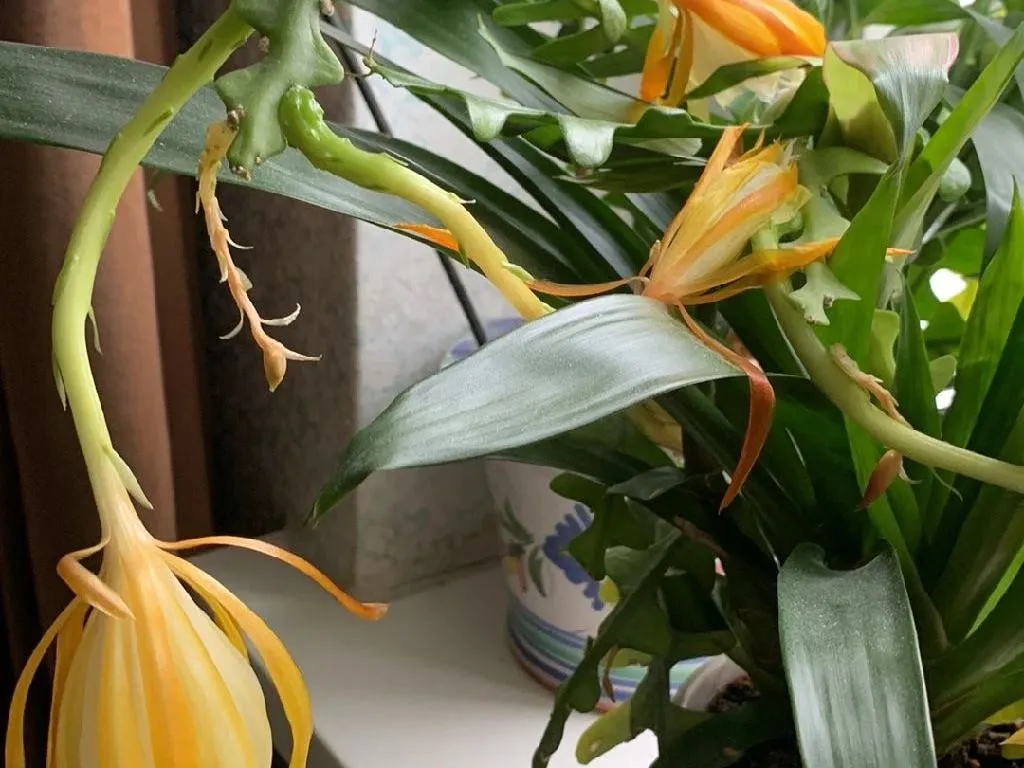 A fishbone cactus sitting on a plant stand beside a bright window with a sheer curtain, showing filtered sunlight hitting the zigzag stems